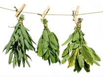 Hojas verdes colgando de una cuerda